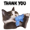 Michi the cat 23