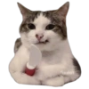 Gatitos 26