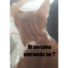 Kedi/Cat Turkish 15
