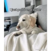 Homophobic dog 6