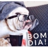 Bom dia engraçado 11