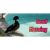 Good Morning 13