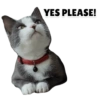 Michi the cat 13