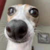 😜 ANIMALITOS GRACIOSOS 😜 6