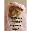 Gatitos tiernos :3 25