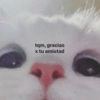 Michis con frases UwU🐱🍭🍨 27