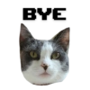 Michi the cat 20