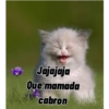Gatitos tiernos :3 29