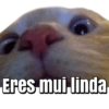 Memes pa' enviar de Gatitos 18
