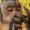 MACAQUINHOS REAÇÕES🐒 5
