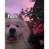 holi