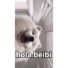 hola beibi
