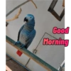 Good Morning 11