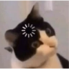 Más Gatitos 11