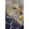 Homophobic dog 20