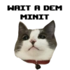 Michi the cat 11