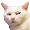 Gatitos 23