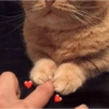 🐱🐾🐈 Cats lV  🐈🐾🐱 8