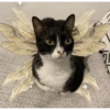 Fairy cats 8