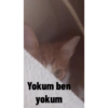 Kedi/Cat Turkish 19