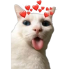 Gatitos 20
