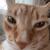 Más gatos tonotos 9
