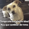 Perritos pal chat 🐕 18