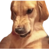 Memes que seguro no tienes 14