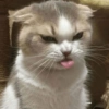 Memes de gatos 9
