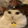 Gatinhos reações  17