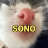 Gatinhos caóticos e fofos 2 8