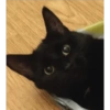 Gatos negros muy negros 11