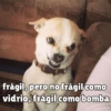 Perritos pal chat 🐕 27