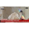 Homophobic dog 26