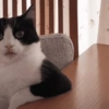 Cat & dog 2# 27