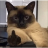 Cats random Vol. 2 14