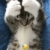 Kucing lucu 12