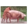 Jajajaj 6