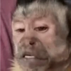 Macaquinhos reagindo  11