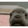 Pibble pal chat 🤣🐶 5