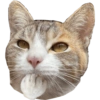 Miaufry Amante 21