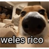 Perro bostezando 29