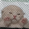 CUTE CAT 🐾 6