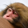Monkey 13