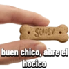 Perro bostezando 21