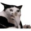 Kucing lucu 29
