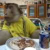 Monkey 23