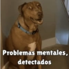 Perritos pal chat 🐕 25