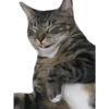 Cats random 14