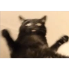 Gatos negros muy negros 14